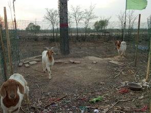 羊圈吃瓜爆料,揭秘娱乐圈背后的惊人真相