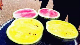 嘎子爆料吃瓜,娱乐圈吃瓜大揭秘，真相令人震惊！