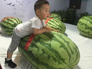 朝阳今日吃瓜事件,揭秘网络热议背后的真相与反思